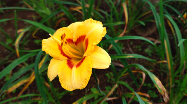 黄黄花图片下载