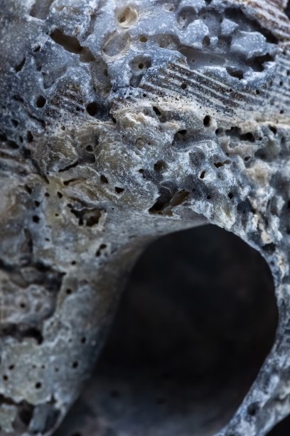 贝壳纹理微距照片图片下载