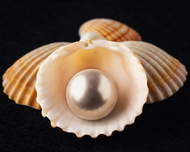 深色背景上的贝壳和珍珠图片下载