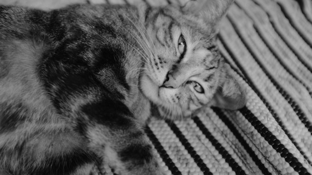 黑白相间的猫图片下载