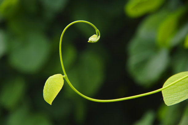 绿色背景上的攀缘植物的卷曲茎。图片下载