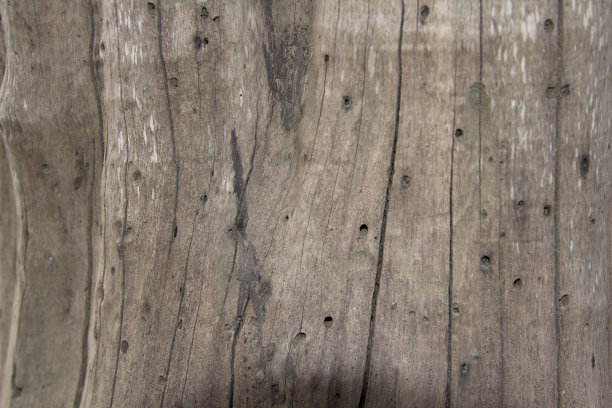 较老的原木带有自然发生的真菌，自然美丽的侵蚀和蛀虫叮咬是一个自然循环的创造和破坏。图片下载