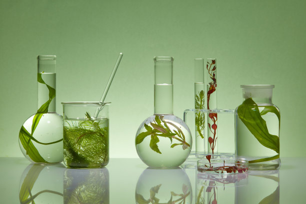 海藻的概念图片下载