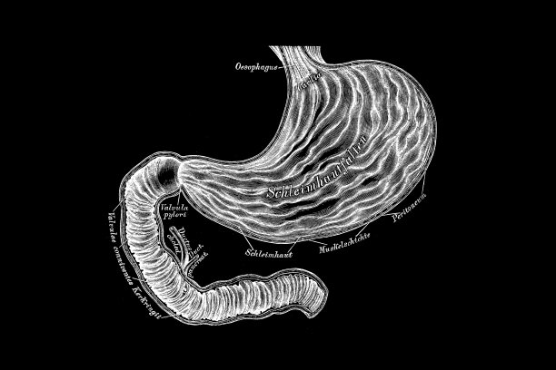 胃和十二指肠图片下载