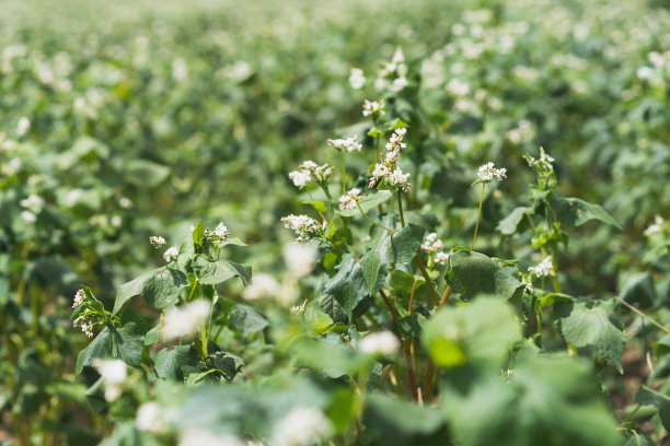 盛开的荞麦田。图片下载