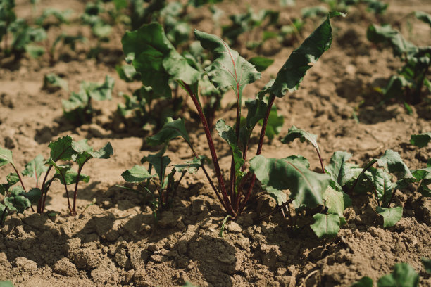 田里的小甜菜，早期的生态食品。图片下载