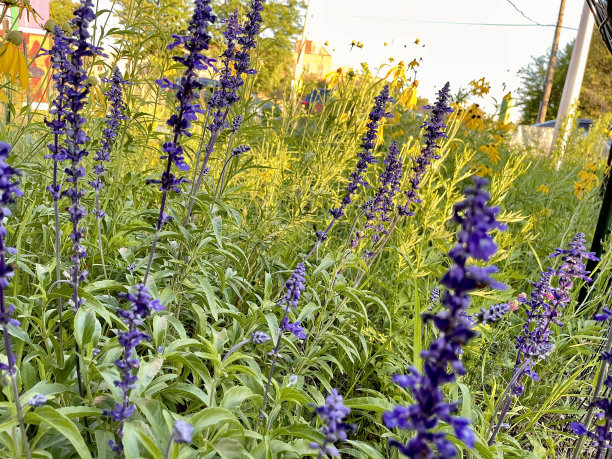 世界上的花图片下载