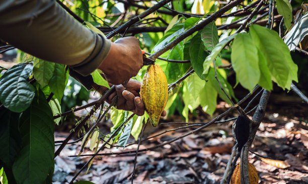 收获农业可可产业生产。可可种植者使用剪枝剪从可可树上剪下可可荚或成熟的黄色可可图片下载