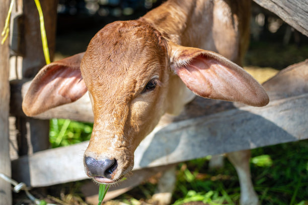 一只棕色的小牛头从畜栏里伸出来吃草的特写镜头。图片下载