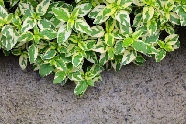 自然背景的顶视图绿色的叶子图片下载