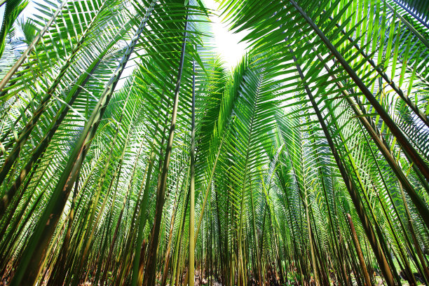 自然背景，一组棕榈树的绿叶，一棵棕榈树的绿叶，绿色的背景与复制空间图片下载