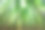 自然背景，一组棕榈树的绿叶，一棵棕榈树的绿叶，绿色的背景与复制空间图片下载