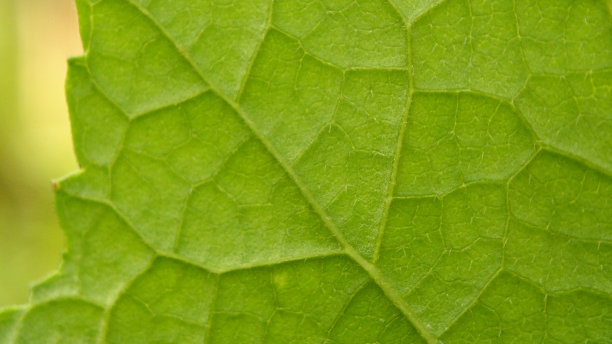 特写结构详细的绿叶。天然新鲜绿叶。适合做背景图片下载