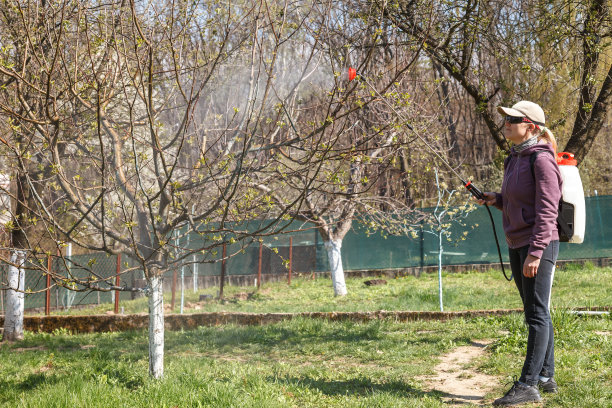 一名妇女在春天的花园里工作，用一种可充电的喷雾器喷洒水果树上的杀虫剂。图片下载