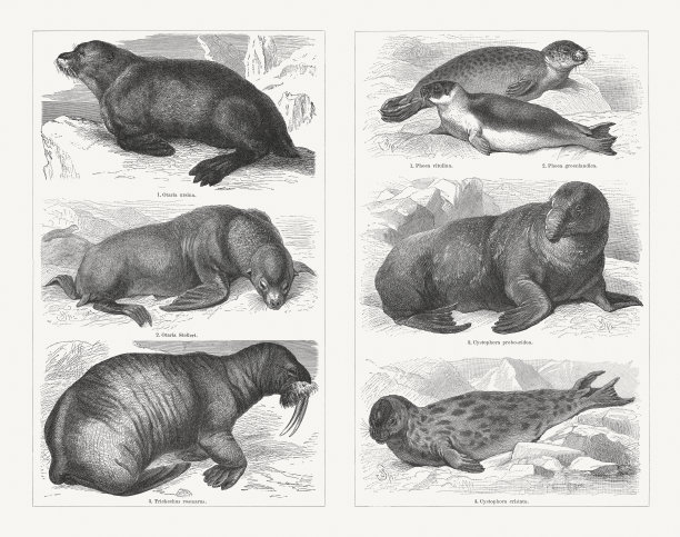 印章，木刻，出版于1897年图片下载