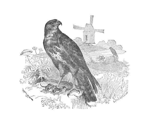 一只栖息在树桩上的秃鹰，一个古老的古董雕刻插图图片下载