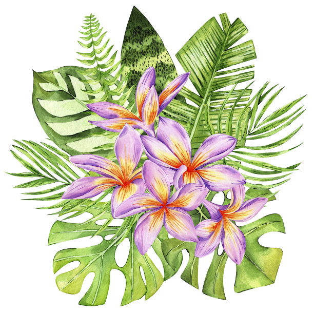 热带花和叶组成孤立在白色背景。鸡蛋花、棕榈叶、怪物排列。用于装饰和印刷的水彩异国花卉插图。图片下载