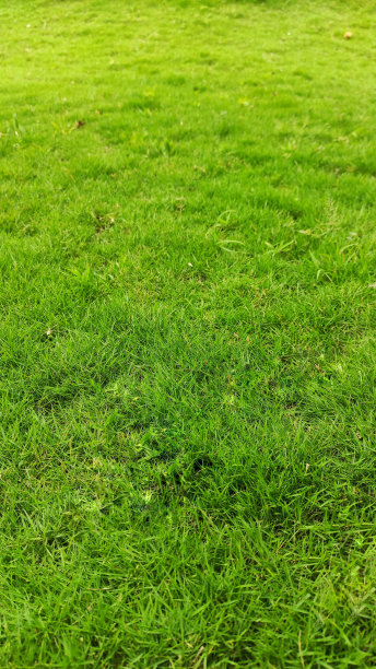 公园里一片翠绿的草地图片下载