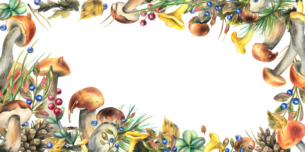 森林蘑菇，牛耳菌，鸡油菌和蓝莓，越橘，树枝，球果，树叶。水彩插图，手绘框架模板在一个白色的背景图片下载