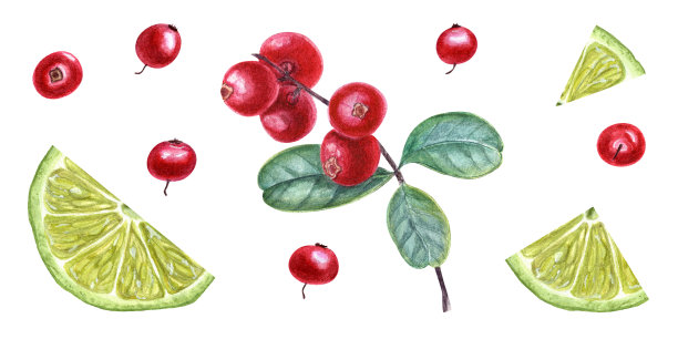 水彩植物插图的红莓，酸橙片。在白色背景上孤立的构图。集设计请柬、贺卡、问候、包装设计、广告海报图片下载