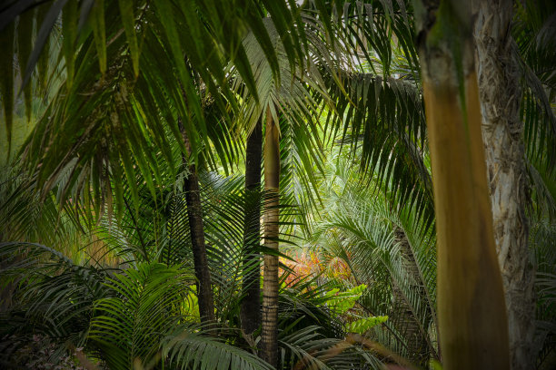 热带植物-丛林背景-茂密的棕榈林图片下载