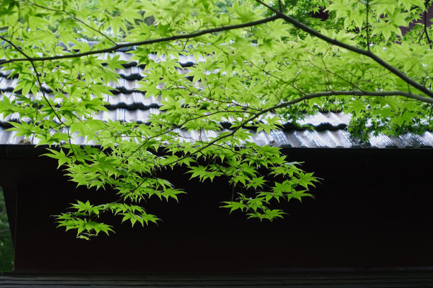 新鲜的绿色枫木和瓦片屋顶图片下载