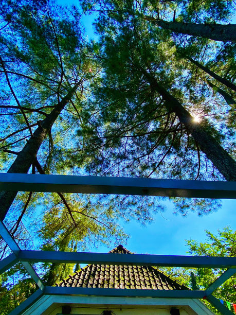 这张照片是一座房子的屋顶，周围是凉爽的树木图片下载