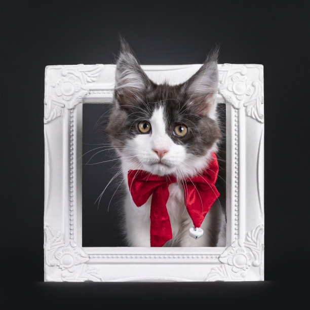 黑色背景的圣诞猫小猫图片下载