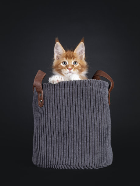 黑色背景的缅因猫小猫图片下载