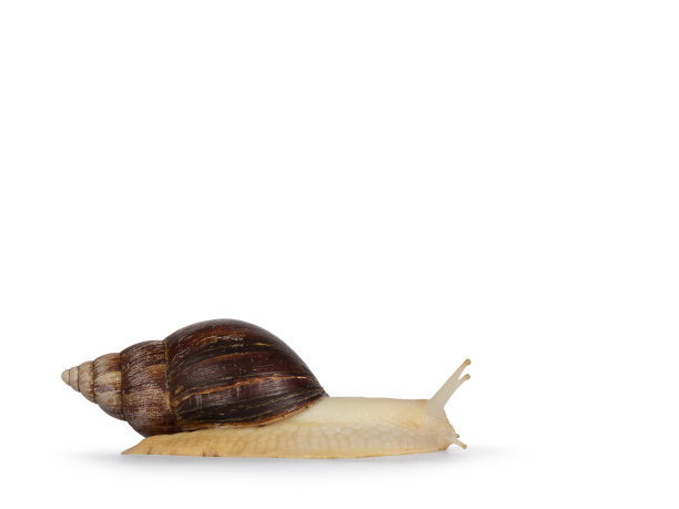 白色背景上的巨型西非蜗牛图片下载