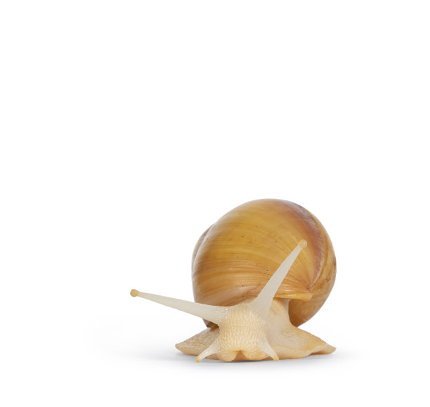 白色背景上的巨型西非蜗牛图片下载