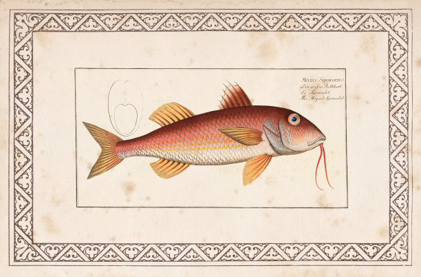 有条纹的红色鲻鱼或鲻鱼图片下载