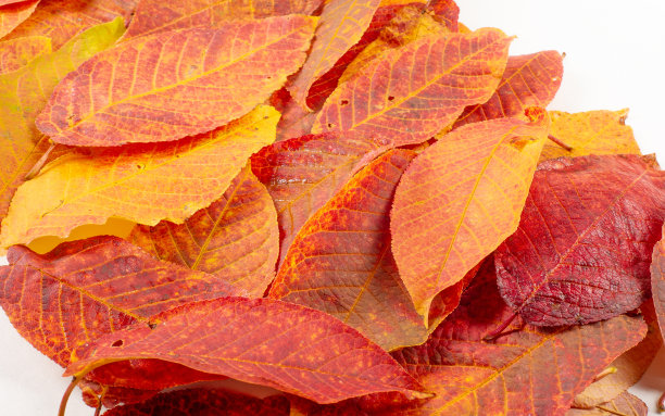 秋天的风景，写生秋色中的照片，黄色勃艮第红色的叶子，夏天的请愿，欢乐的画面图片下载
