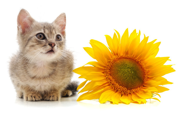 小猫和向日葵。图片下载