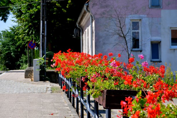 一个阳光明媚的夏日，在波兰乡村徒步旅行时，一些木制花盆被金属把手和杆子托着，里面长着美丽的红色花朵图片下载