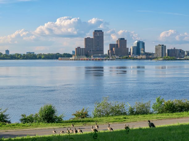 鸭子和渥太华河图片下载