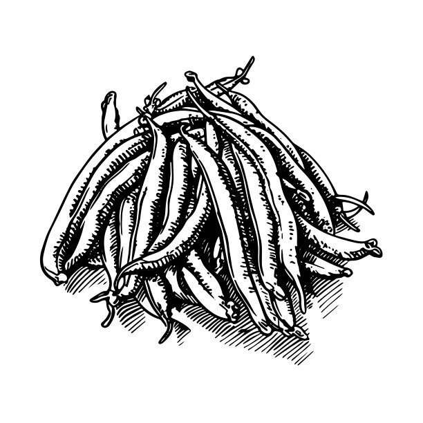 青豆图纸孤立手绘雕刻图片下载