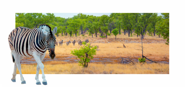 在黄色丛林中，野生猎豹骑在刚被杀死的斑马上——一群斑马猎豹正在观看——纳米比亚埃托沙国家公园图片下载