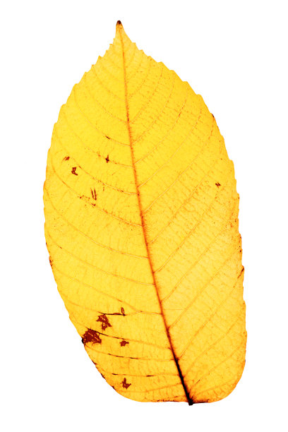 微距照片的秋天黄色核桃叶与自然纹理隔离在白色背景。秋色叶脉特写，秋叶秋色，自然之美。细节和高色度图片下载