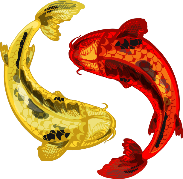红锦鲤和黄锦鲤象征佳酿图片下载