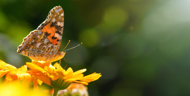 黄花上的牛蒡蝴蝶(凡妮莎·卡杜伊，蛱蝶科)。蝴蝶夫人作画。春夏背景。横幅图片下载