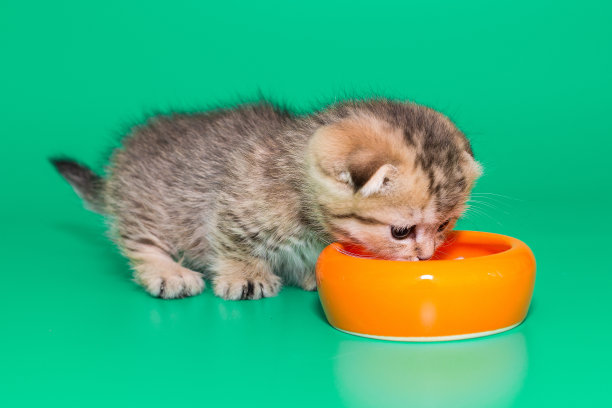 苏格兰小猫在橙色碗里吃东西图片下载