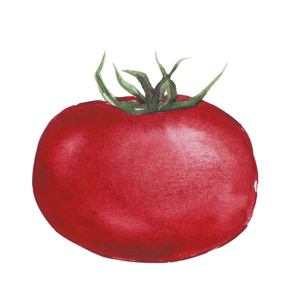 水彩画蔬菜番茄孤立在白色背景图片下载