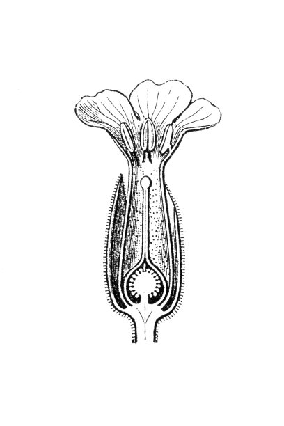 报春花，樱草，普通的樱草，或樱草花图片下载