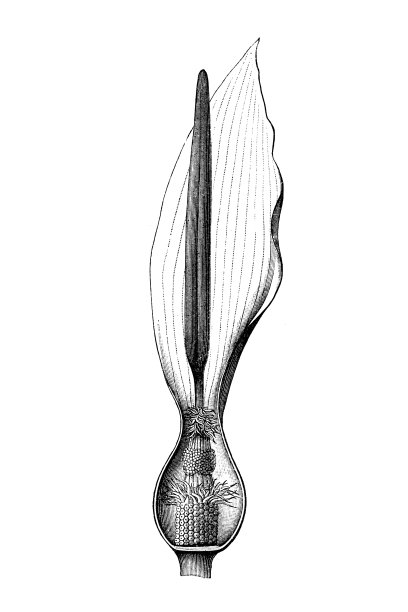 阿鲁姆黄斑图片下载