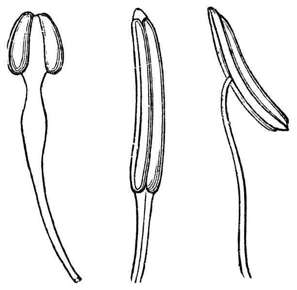 雄蕊花药类型;等叶花基固定，郁金香树花假基固定和月见草花背固定- 19世纪图片下载