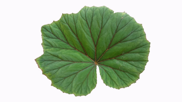 叶库存图片图片下载