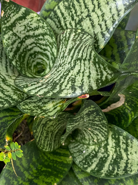 Sanseviera图片下载