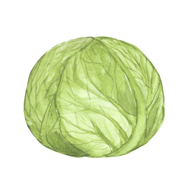 白菜水彩手绘孤立在白色背景插图纸，菜单图片下载