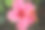 考艾岛芙蓉图片下载